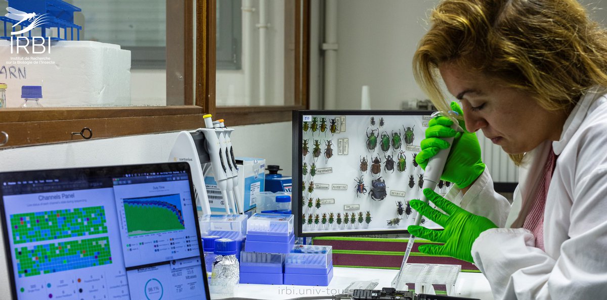 Science is still going on during the COVID-19 lockdown. Science in pictures <a href="/IRBI_Tours/">IRBI</a>. Evolutionary Ecology - Adaptation - Symbiosis - Systematics. Copyright David Darrault/IRBI - CNRS/Université de Tours