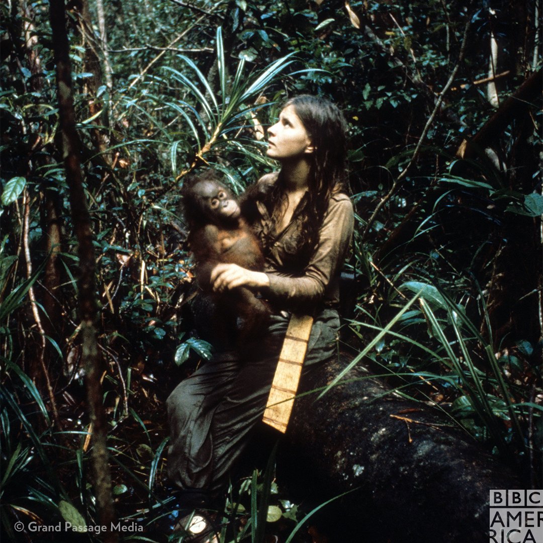 Biruté Galdikas has studied orangutans longer than any other living person on Earth.  #SheWalksWithApes