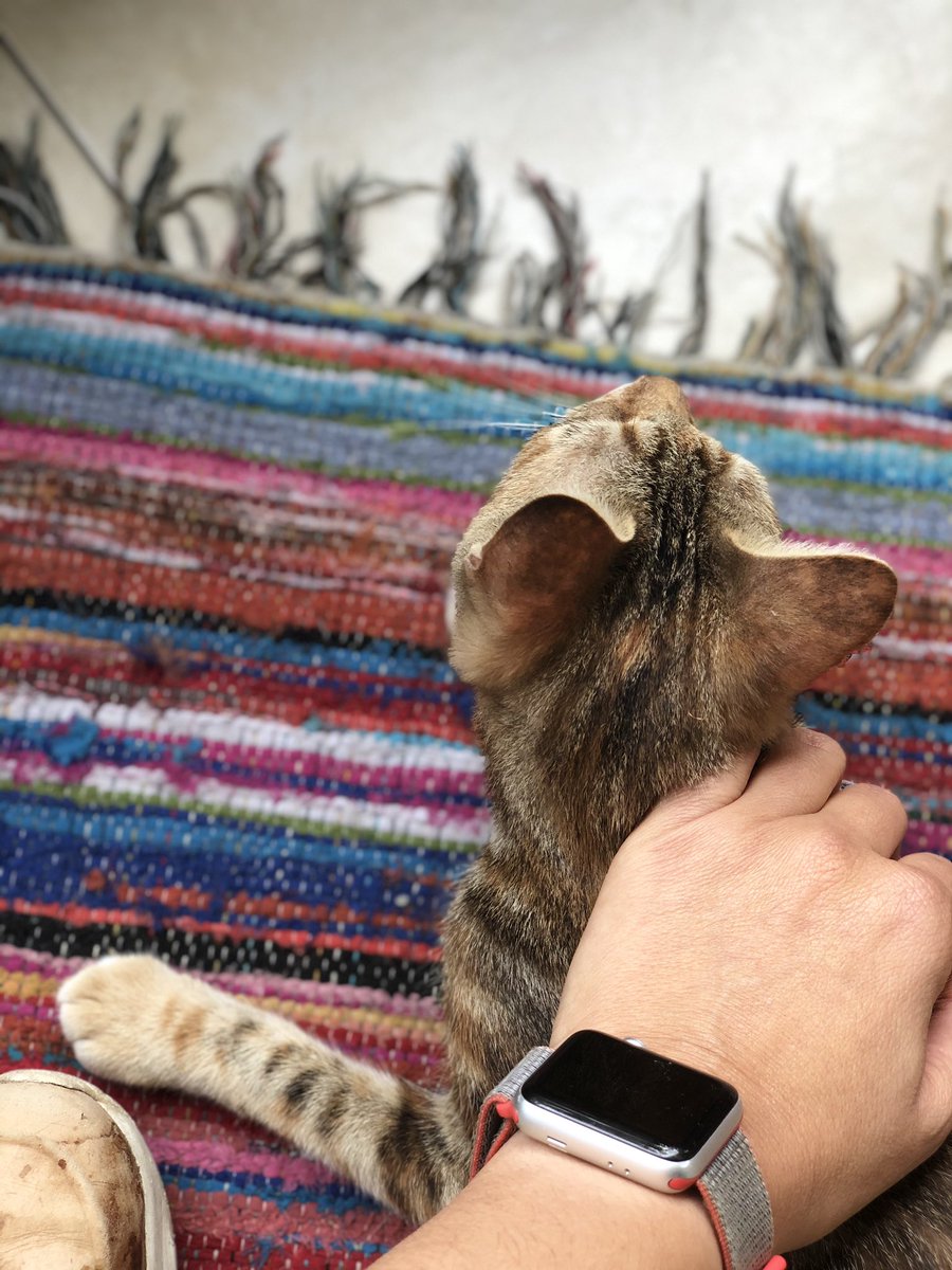 LuOlearo's tweet photo. Día 35. Jueves. Nos estamos conociendo. #Cuarent #mascotaitinerante #QuedateEnCasa 👑 🦠 🐈 https://t.co/669BY04V6a