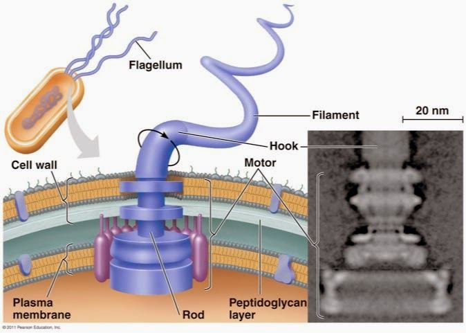 ToughSF na Twitteru: "While the bacterial flagellar motor is an incredible piece of biological machinery approaching 100% chemical to mechanical conversion efficiency, it is used very poorly and the overall propulsive efficiency