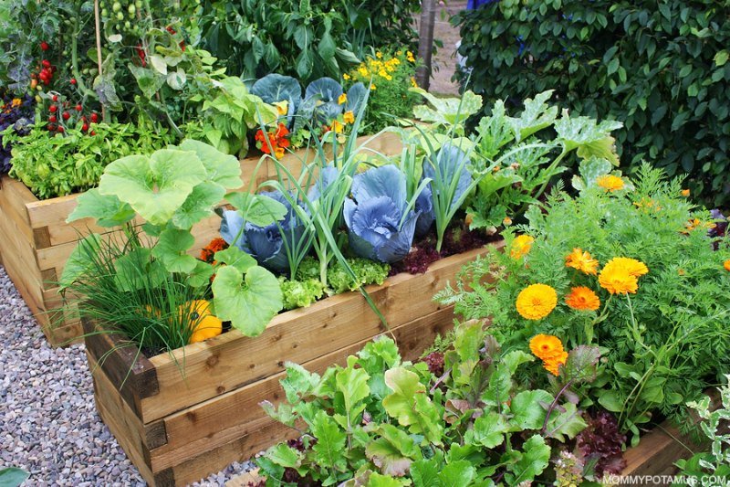 Thinking about starting a garden? 

Growing nutritious vegetables, fruits and herbs is totally possible, and you don't need to spend hours in your garden every week to be successful at it.

#howtogarden #gardenathome #gardeningtips