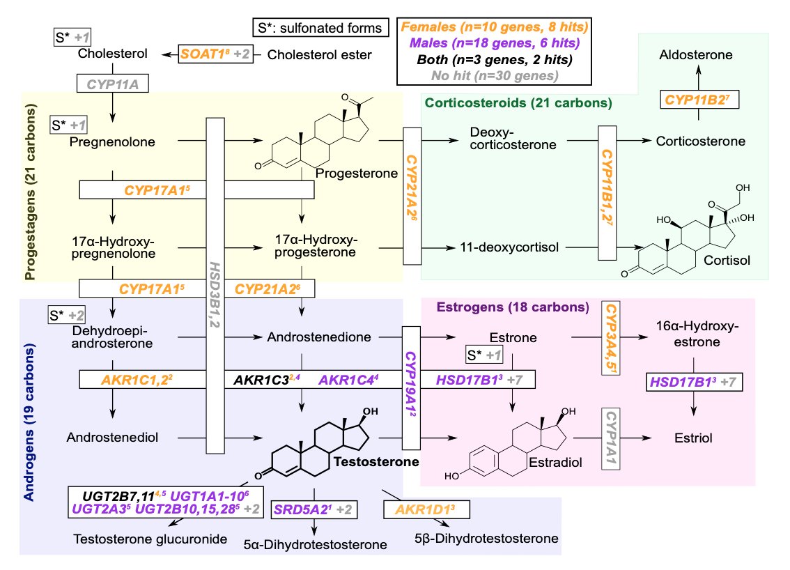 Testosterone is produced as one possible product of the steroid biosynthesis pathway. This is the most strongly enriched pathway for both sexes, but the genes show little overlap. Male hits mainly involve androgen processing, female hits progestagens.