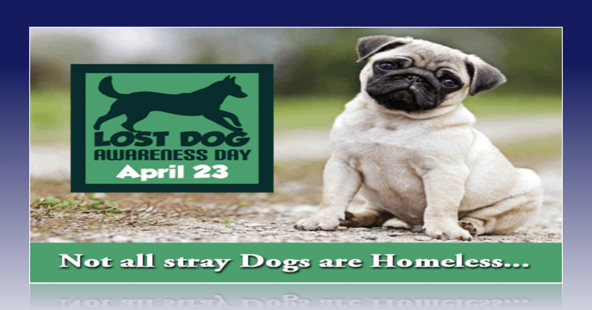 DenaBriley's tweet photo. APRIL 23RD
NATIONAL LOST DOG AWARENESS DAY – LET'S WORK TOGETHER TO GET THESE DOGS HOME
Find out more about this #dogholiday and even more #holidaysfordogs in April => https://t.co/1ijTbmvbwn https://t.co/44wMNGTCI3