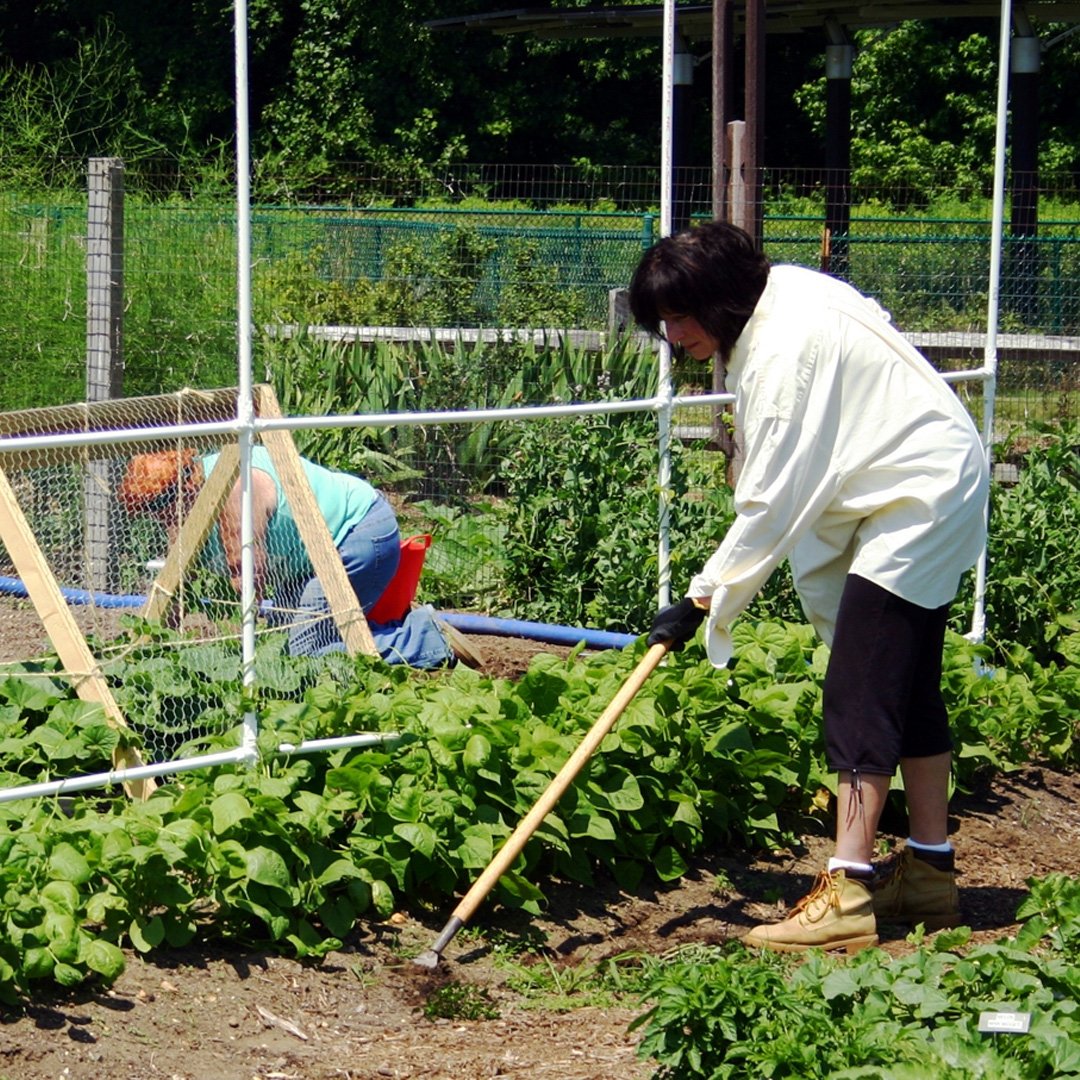scnjrmg's tweet photo. Do you know how to choose the right location for your vegetable garden? 🏡☀️

To read more:
https://t.co/i1ymxCr7XI

#rmg #plants #nature #instagarden #growsomethinggreen #green #gardens #gardening #community #planting #home #landscaping #flowers #flower https://t.co/QYqn1nySXM
