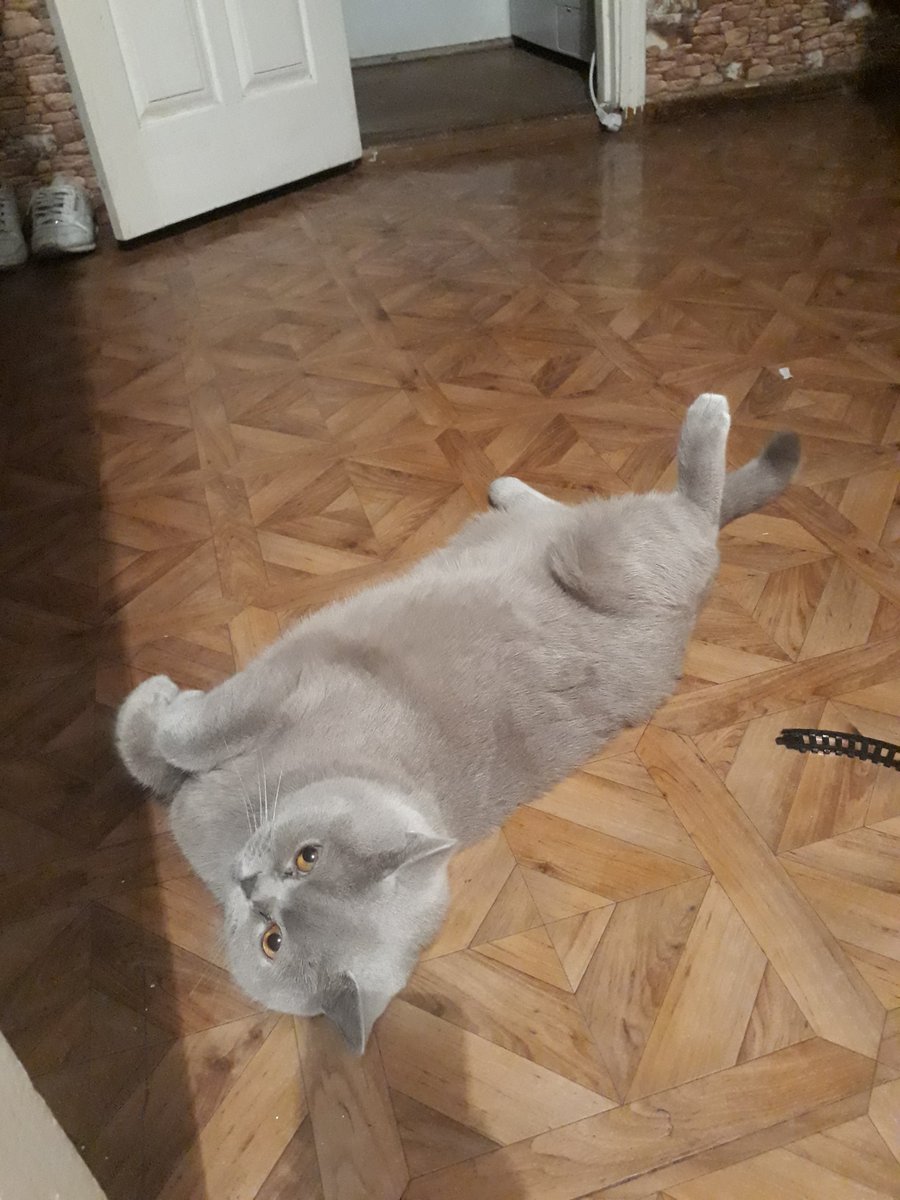 Gusel87's tweet photo. котик https://t.co/9CMlbxkLAP