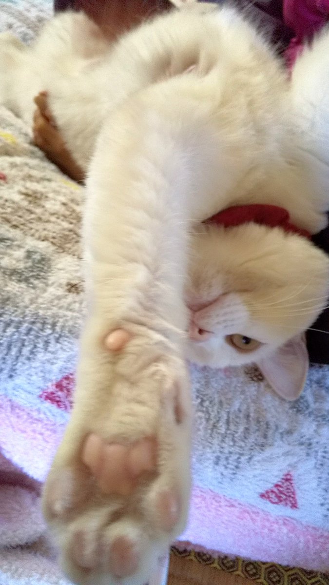 マニ 本日のテト 逆スーパーマン 猫のいる暮らし