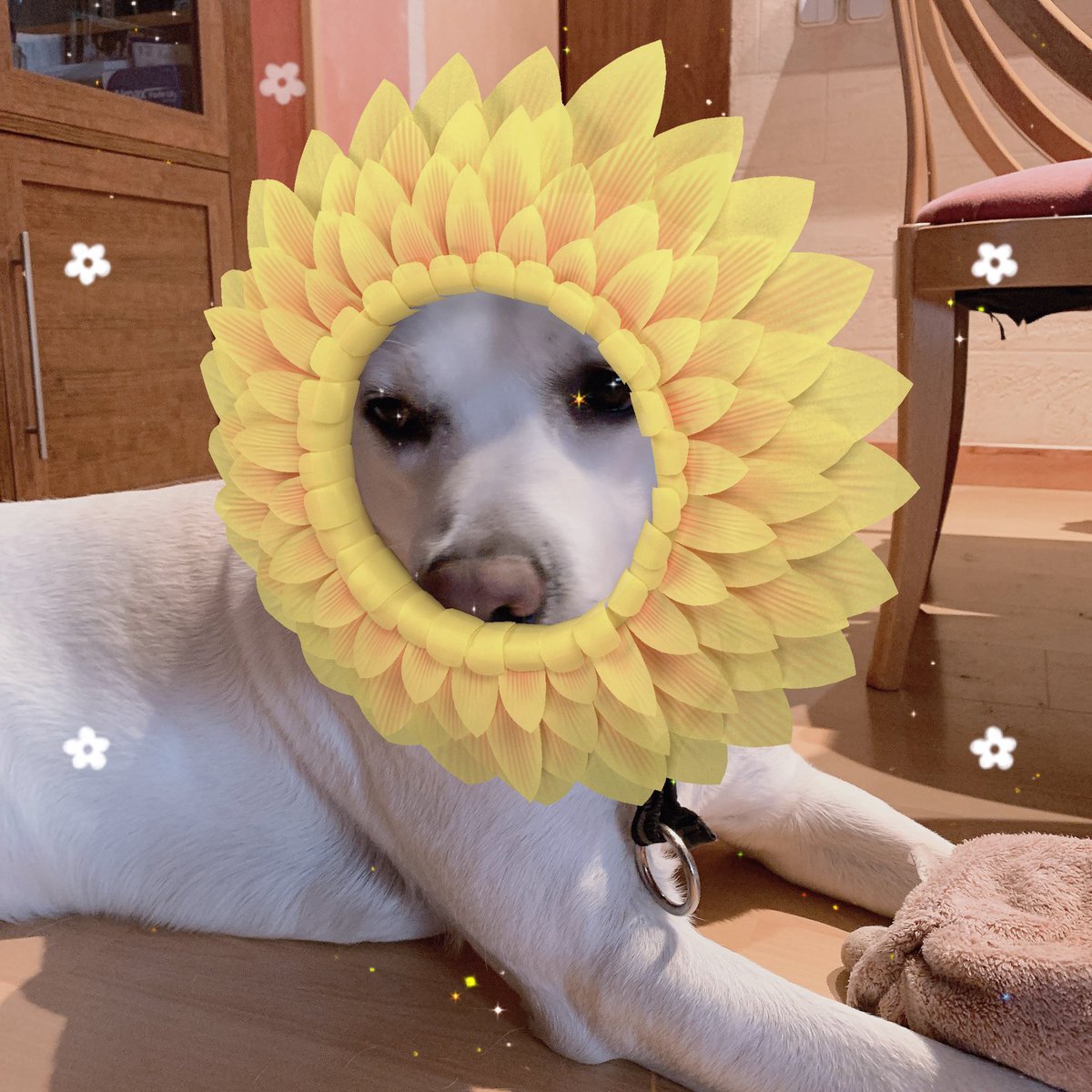 sunflower doggo, honestly her dog is so cute and he deserves the world and she loves him so much and its very cute