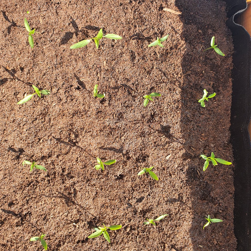 Hete peper op social distance. #corona #alltheway