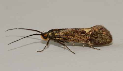 Lytchettbirder's tweet photo. Had my second record of Esperia sulphurella in this mornings trap nice little addition to lockdown mothing. #LytchettBayWildlife https://t.co/i3QGjbTWzN