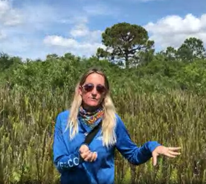 So much fun!  Thank you to Benji & Alicia @pbcerm and @STEMagillPSMS for setting up another virtual adventure at the Jupiter Ridge Natural area.  Spiders, carnivorous plants, and more!