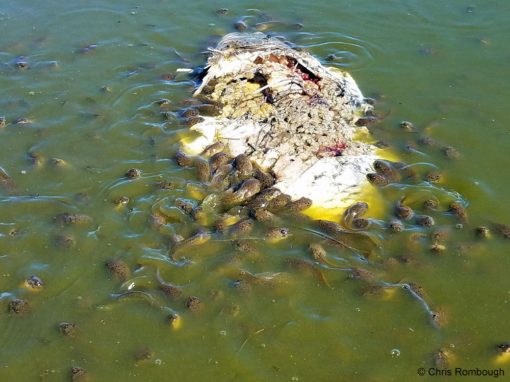 Kau rasa haiwan apa yang sedang makan bangkai ikan kap ni?Ikan piranha?Ikan keli?Jawapannya berudu.