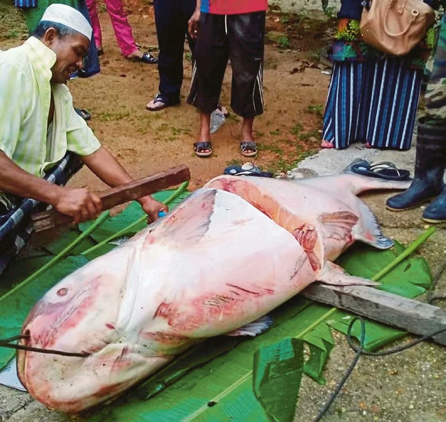 Contoh spesies invasif di Malaysia adalah ikan keli Afrika atau ikan keli gergasi Mekong.Ikan keli gergasi Mekong turut dikenali sebagai Ikan Patin Mekong sebab rupanya hampir sama.