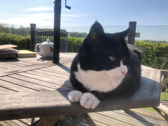 ネズミ捕獲長 猫のパーマストンが イギリス外務省を引退 フォロワー10万人以上の人気者 画像 ハフポスト World