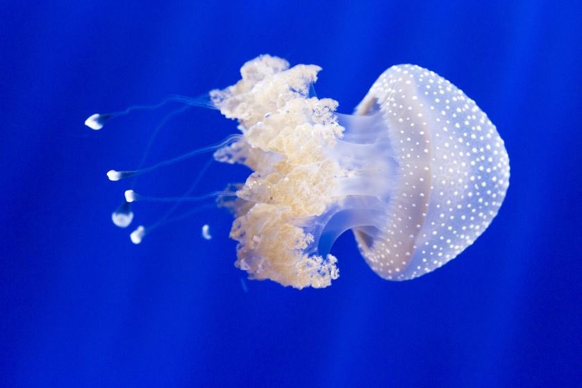 They literally absorb oxygen through their membranes because despite the word ‘jellyFISH’ they are not in fact FISH and therefore have no gills. What’s in a name after all