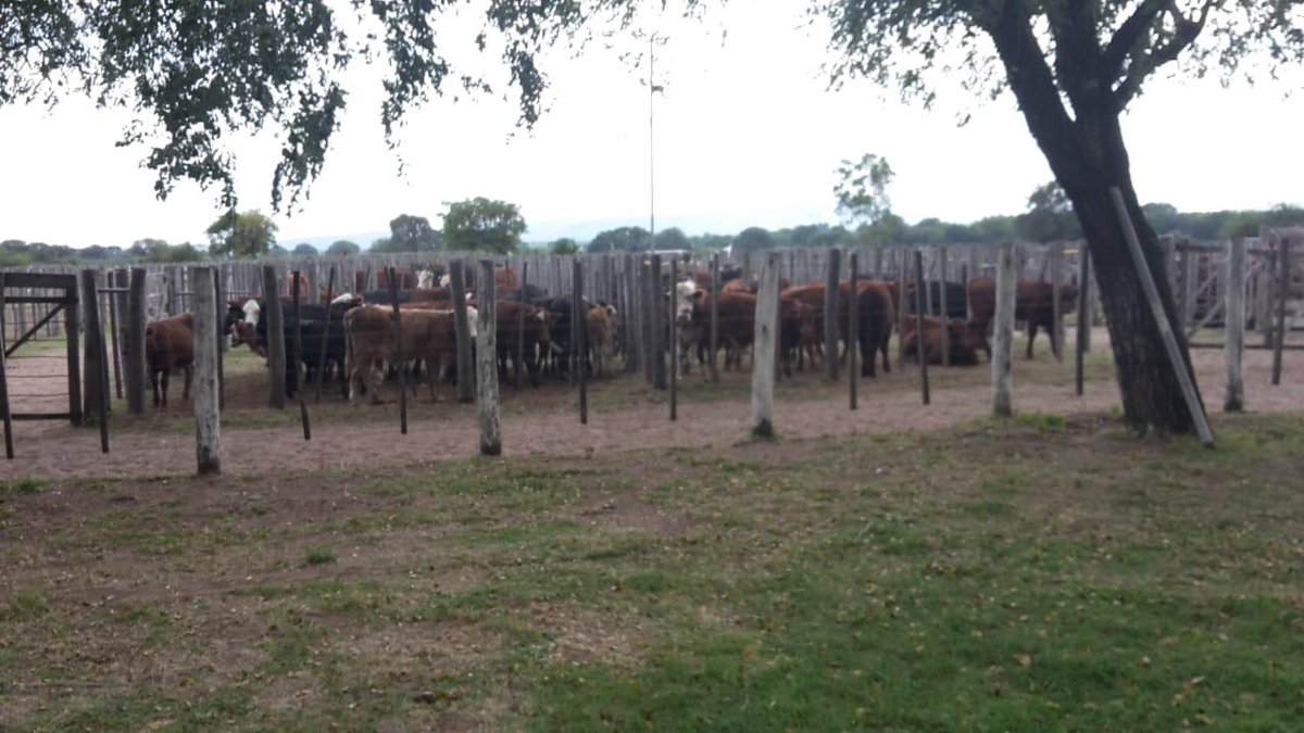 AteneoDf's tweet photo. quien asista siendo un tercero u vendedor, sera tomado como que violo la cuarentena por las autoridades policiales presentes.
900 Cabezas 🐄🐂 https://t.co/nAaAwvtp7r