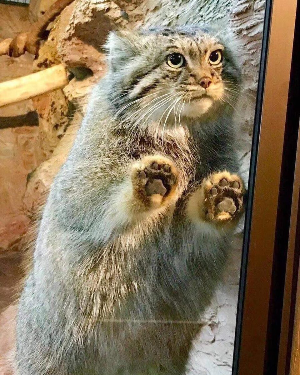 This Pallas's Cat is getting cabin fever