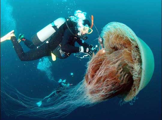 The biggest species of jellyfish is apparently the Lion’s Mane, which can grow to 3ft in diameter and 120ft long with 12,000 tentacles.No, I didn’t accidentally add on another zero. Imagine having 12,000 legs? I’d still manage to fall over somehow tbf Anyway this is her