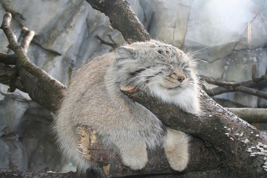 ok, as it's  #internationalpallascatday, let's have a thread of Pallas's cats in lockdown. This Pallas' Cat is definitely not getting out for enough exercise