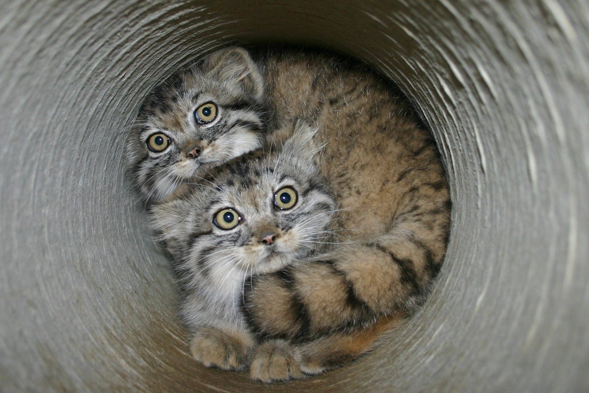 These Pallas's Cats are finding living at close quarters rather trying