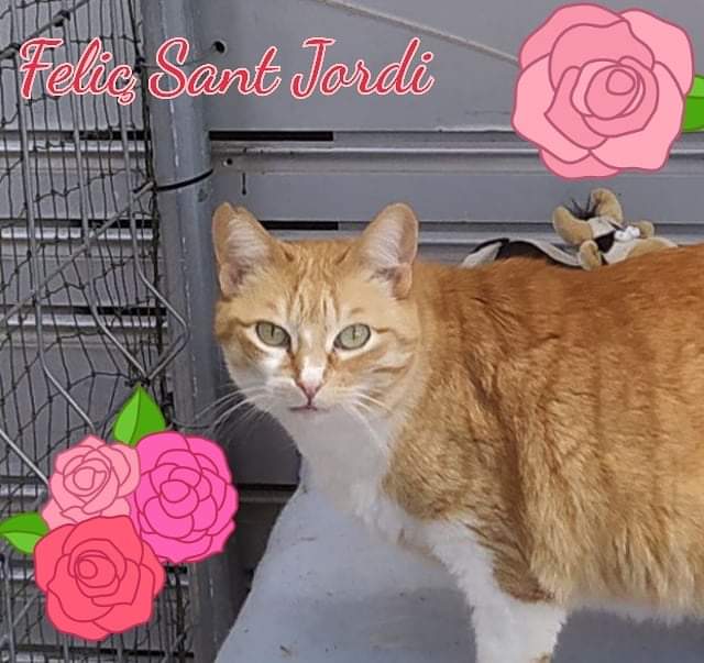 Animalets La Llagosta tweet media