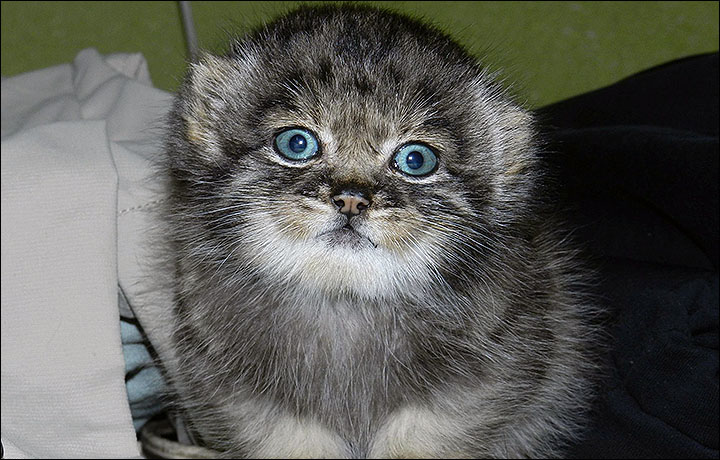 This baby Pallas's Cat has only ever seen her grandparents via Facetime