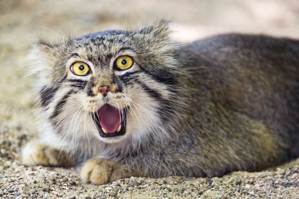 This Pallas's Cat has just managed to bag an Ocado delivery slot and can't quite believe his luck