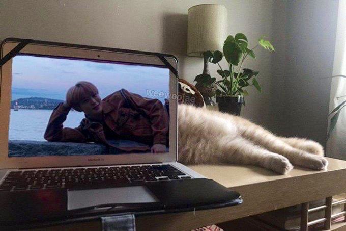 เป็นลูกครึ่ง ครึ่งคนครึ่งแมว