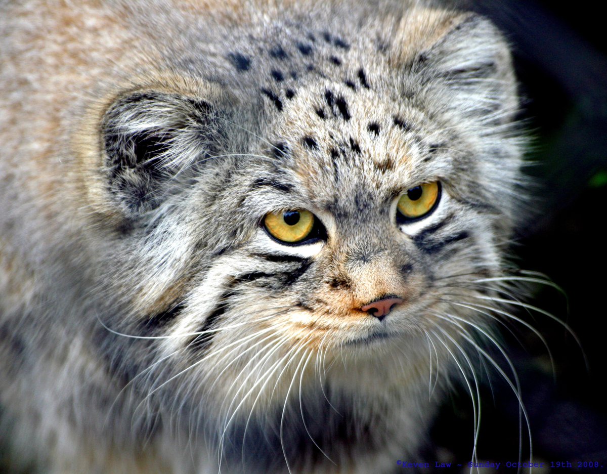 This Pallas's Cat has done quite enough Zoom calls for one day, thank you