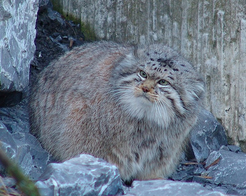 This Pallas's Cat would like the teenagers to stop streaming Netflix because she's on a work Teams call and the connection is stuttering