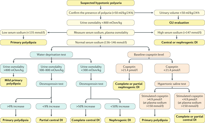 diabetes insipidus diagnosis algorithm