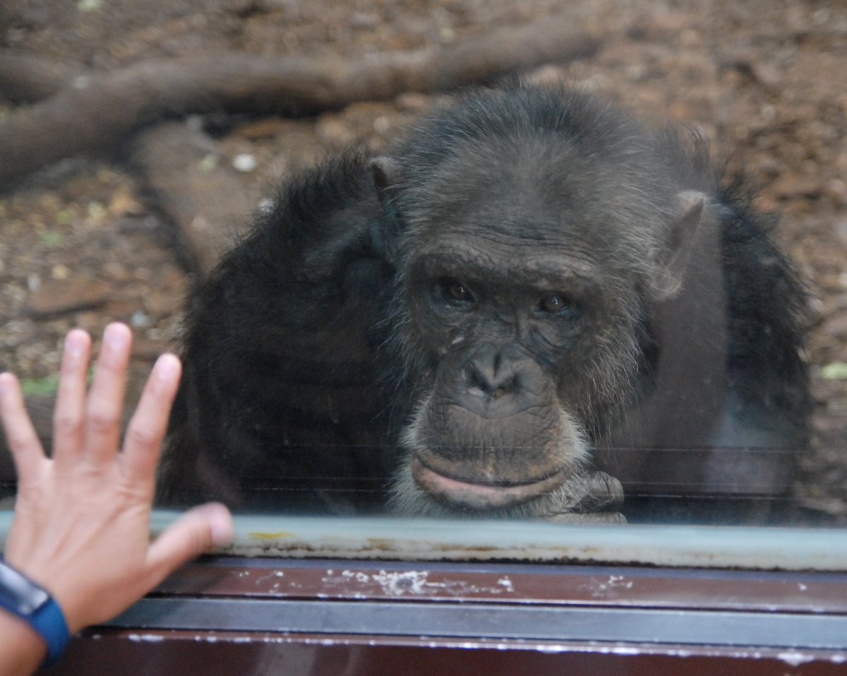 williamangel999's tweet photo. I'm sure that the staff of the #MarylandZoo, conscientious as they are, will take the necessary steps to ensure that the Zoo's chimpanzee population doesn't pick up the #coronavirus either from staff members or from visitors. #baltimore #chimpanzee #zooanimals  #epidemic https://t.co/VJHl52soiW