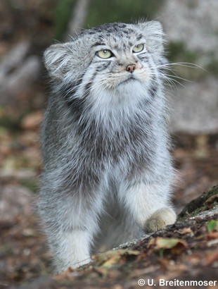 This Pallas's Cat will be joining in the clapping later