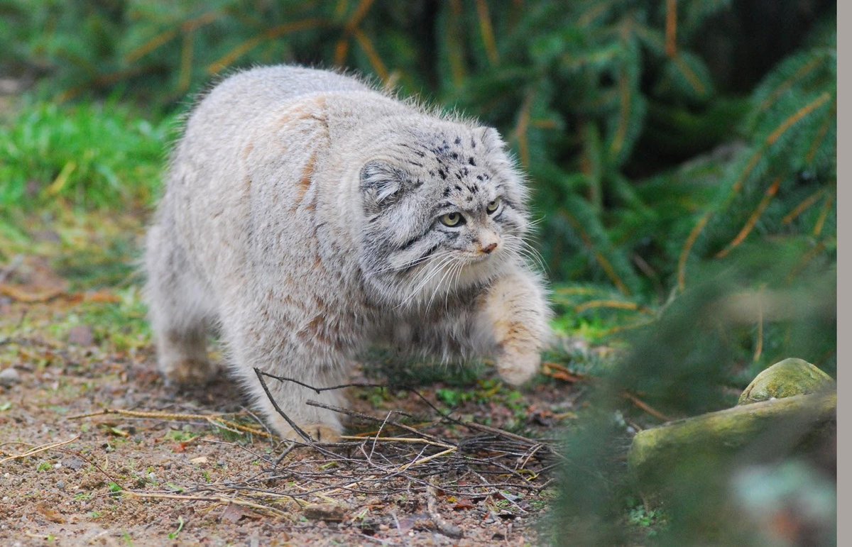 This Pallas's Cat has heard that there's yeast at Waitrose and is ON HIS WAY