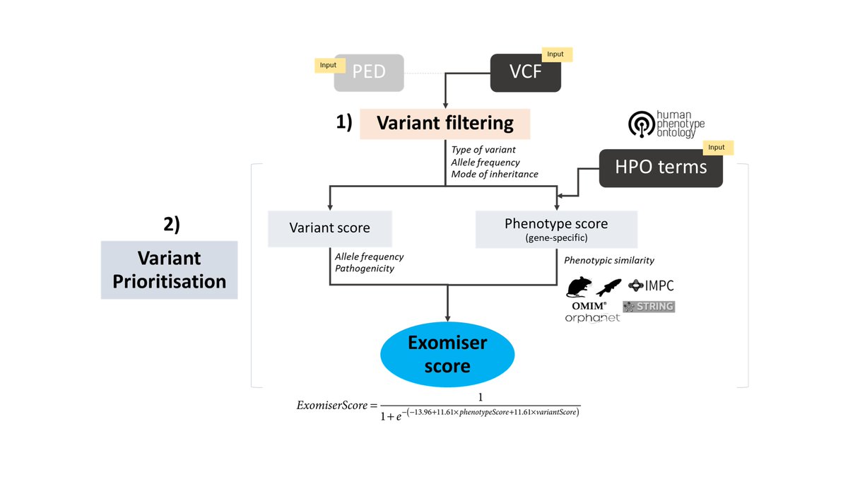 Val3Cipriani's tweet photo. Bioinformatics tools often work very well on simulated datasets.
Check out the great performance of the phenotype-driven variant prioritization tool #Exomiser on real patient whole-exomes: https://t.co/NSFA1XKJJ2
@QMUL_C4TB @QMULWHRI @hp_ontology @MonarchInit @UCLeye @impc https://t.co/PQt6JfAS1X