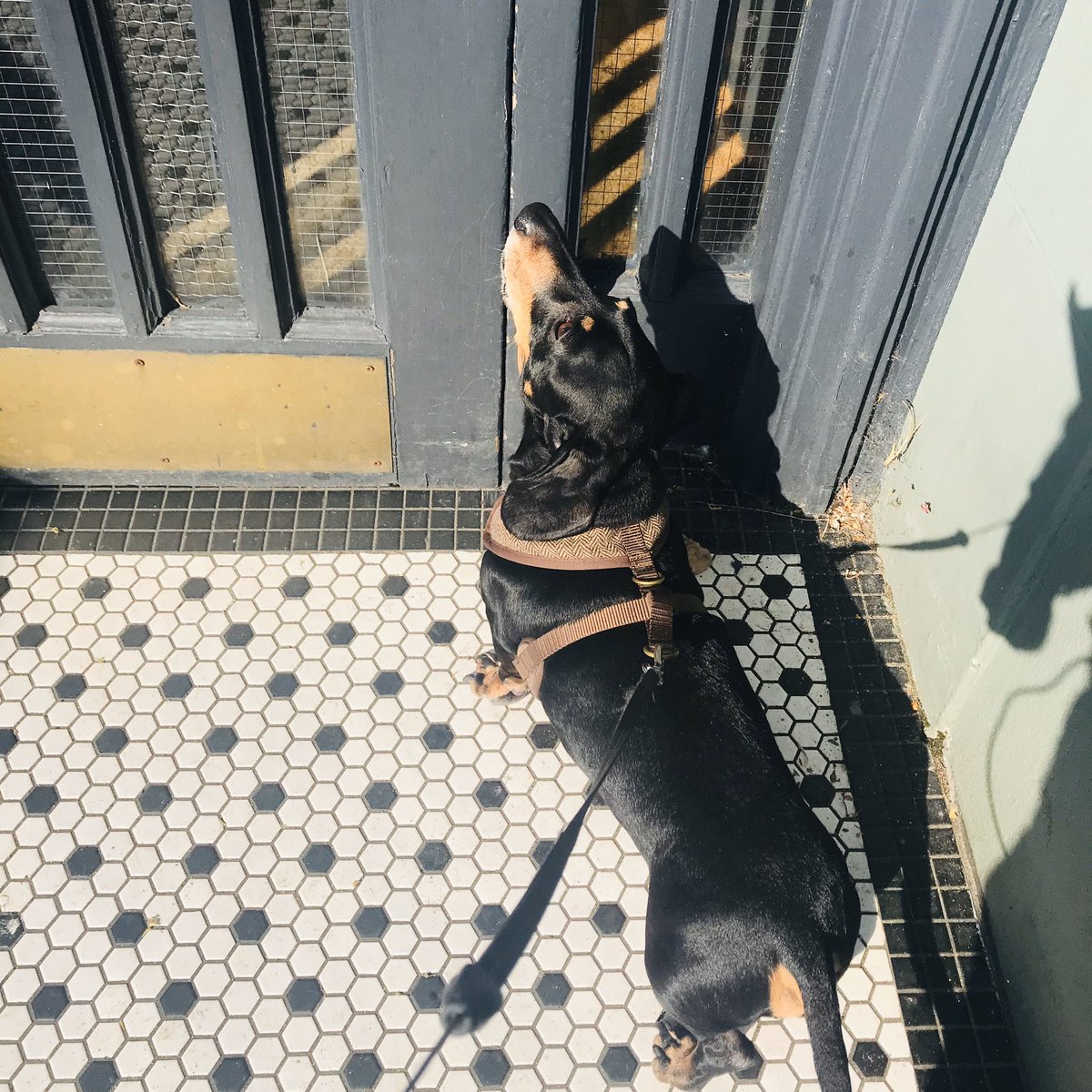 adambammers's tweet photo. @MrSizzle1 is really missing @TheSelkirkSW17 #lockdownlockout #sausagedog #dachshund #letmein #tooting https://t.co/OW2CAlm89e