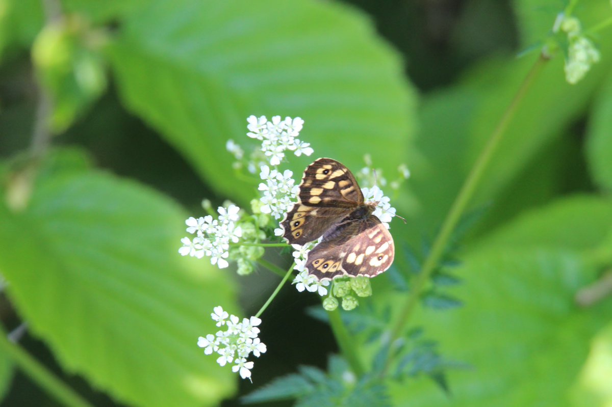 Day thirty onePeacock Butterfly Speckled Wood Butterfly Coal Tit Collared Dove  #GardenWildlife  #LockdownWildlife  #WildlifePhotography