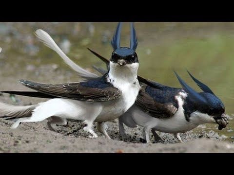 celestefbfb's tweet image. Deuses cri um animal celeste mostra.   Oitavo anjo 😇 você mora com os deuses pede para ele mostra que é maior que eu 😌🕊