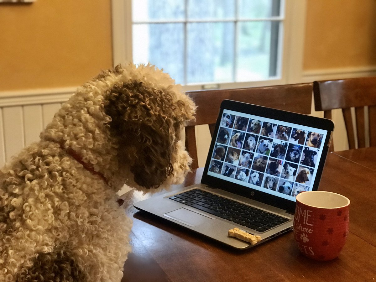 AuggieIn's tweet image. Auggie staying connected with his buddies 🐶! #ccsgoesvirtual