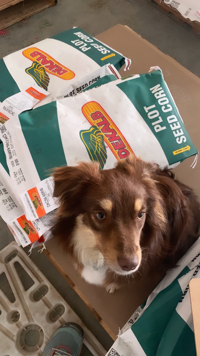 StephKasper1's tweet photo. Putting in a corn test plot in Rudd,IA this morning. Have a little helper! #dekalb @Asgrow_DEKALB #plant2020 #farmdog https://t.co/NYW606kMD6