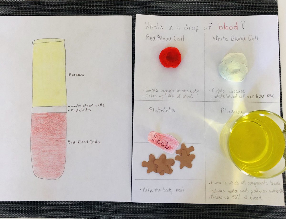 Grade 5 Science!  What’s in a drop of blood? <a href="/MarvinHeightsps/">Marvin Height</a> <a href="/MsAClarkson/">MsClarkson</a> <a href="/balneet_singh/">Balneet Singh</a>