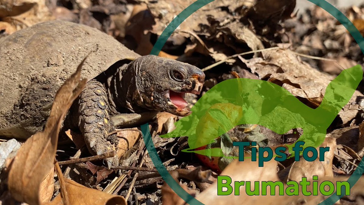 theTurtleRoom's tweet photo. Having trouble kick-starting your day while stuck at home during this pandemic? Many of our shelled friends can feel the same way when waking up from brumation! Check out our new video below!
https://t.co/NJ7sHORhHG
#2020YearOfTheTurtle #internationalturtleandtortoiseweek https://t.co/JQrrGk0NrP