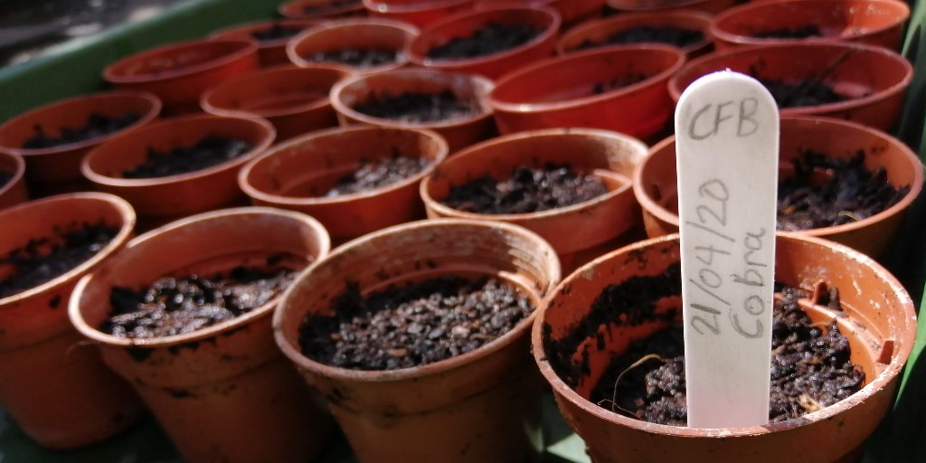 gardenorganicuk's tweet photo. Are you participating in experiment one of the Member's Experiments: getting a head start with green manures?
If you are now is a great time to sow your climbing French Beans, if you haven’t already 🌱🌱
#MembersExperiments #Citizenscience #thursdaythoughts https://t.co/Q4nbUKCHZM