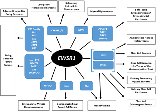 CancerCytopath's tweet photo. Ewing sarcoma breakpoint region 1 gene (EWSR1) fusion variants in sarcomas and in other tumor types are illustrated. Read our recent edition of Molecular Minute by Dr. Vickie Y. Jo: https://t.co/wjFdPE5fIE cc: @Sinchita_Roy https://t.co/M7SduOHsJI