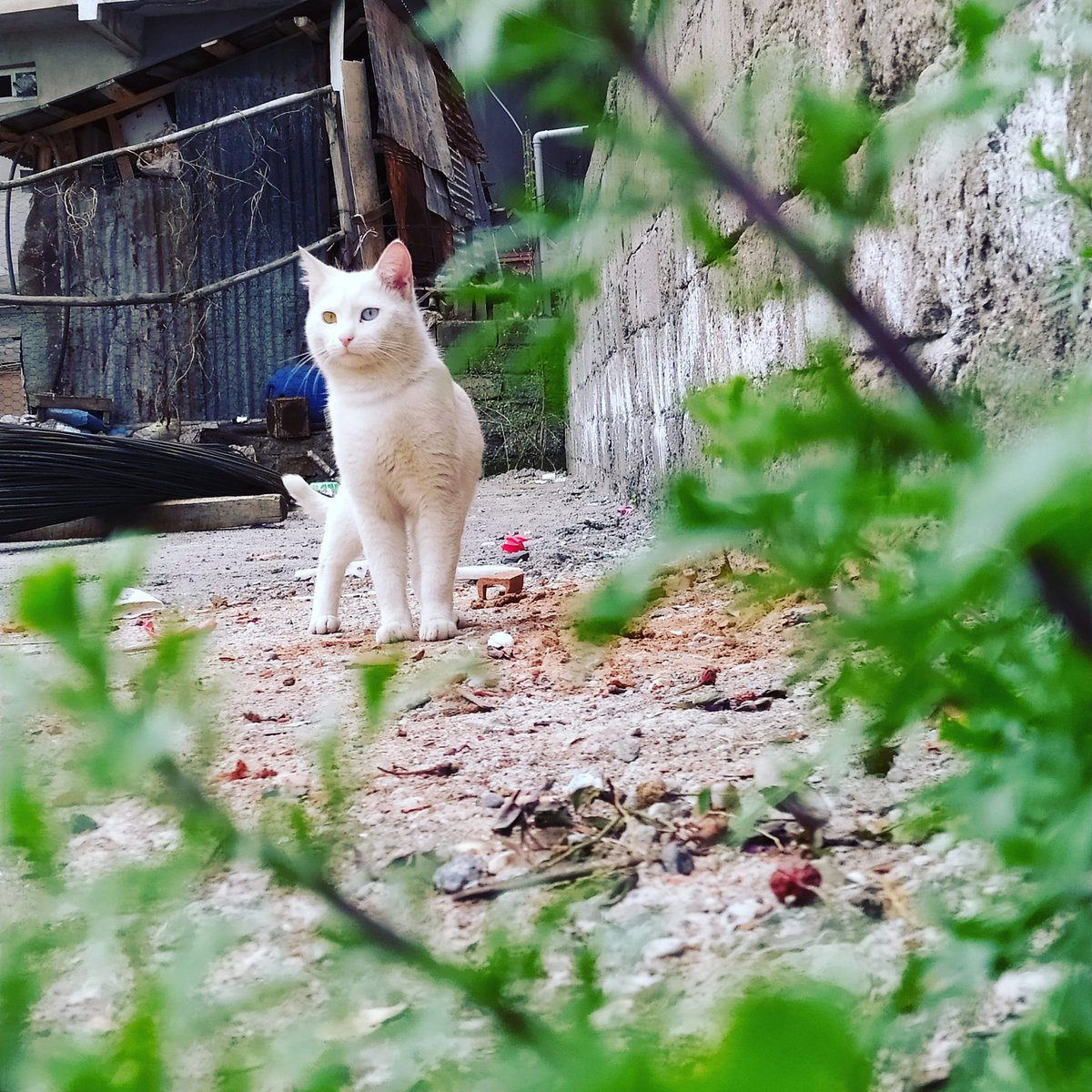 mrt_zrgln's tweet photo. Rıfkııı🐈🐱🐾 #kedi #vankendisi #cat #pising #cewliglilertakiplesiyor #genc #bingöl https://t.co/4UIcR2XB8V