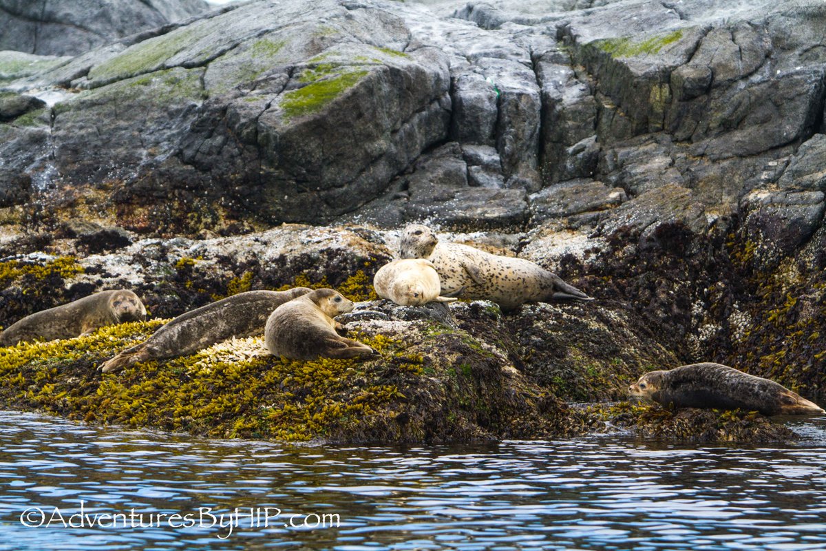 SookeHarbour's tweet photo. We love watching the harbour seals. Whatβs your favourite marine animal? Let us know in the comments below π. Image Courtesy of Adventures By Hip #ExploreSooke #ExploreVancouverIsland https://t.co/rLMgXf0m3H