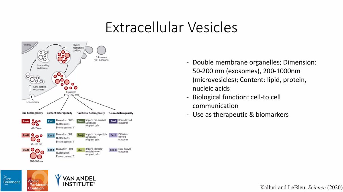 This expansion is aberrantly translated into five dipeptide proteins which are included in the extracellular vesicles and are known to be toxic in neuronal cells. Extracellular vesicles are small organelles released in the cellular milieu by almost any kind of cells.