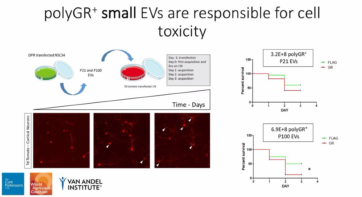 Interesting that small GR100 EVs are responsible for toxicity in vitro