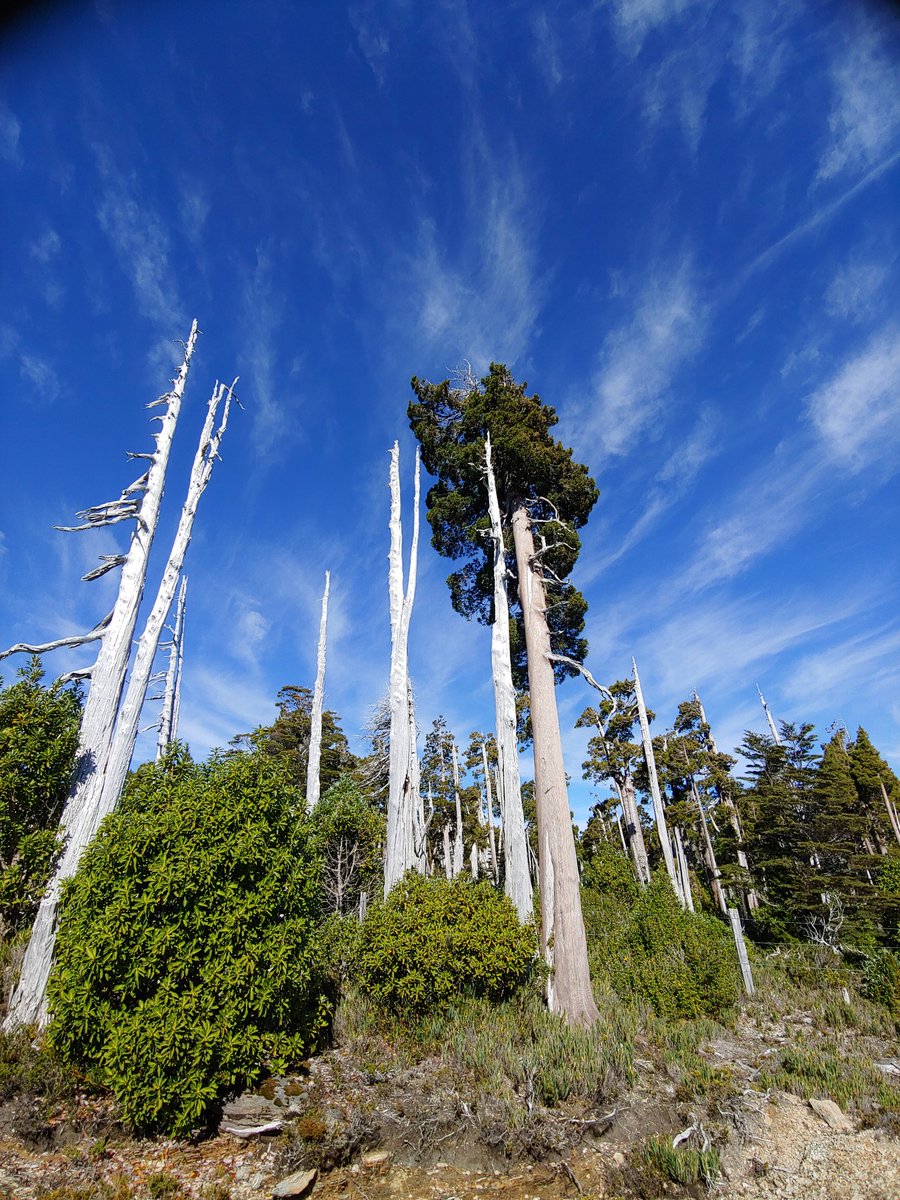 chilean_plants's tweet photo. ♒#Fitzroya cupressoides♒
Lahuán, Alerce, Patagonian cypress.
Views of Cordillera pelada or Alerce costero. These forests were affected by many fires, the most catastrophic from 1397 to 1943. Fortunately, Lahuán is a real survivor.
#floradeChile #chileanflora https://t.co/s6NmmdiIAx