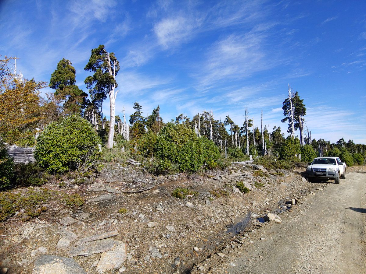 chilean_plants's tweet photo. ♒#Fitzroya cupressoides♒
Lahuán, Alerce, Patagonian cypress.
Views of Cordillera pelada or Alerce costero. These forests were affected by many fires, the most catastrophic from 1397 to 1943. Fortunately, Lahuán is a real survivor.
#floradeChile #chileanflora https://t.co/s6NmmdiIAx
