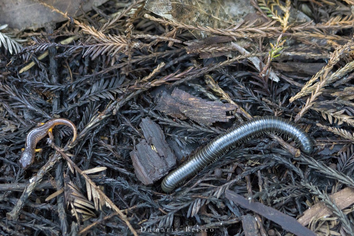 Two years ago today in  #RoysRedwoods: He's a very round millipede with a tragic past. She's a juvenile salamander with nothing left to lose. Together, they fight crime! 1/